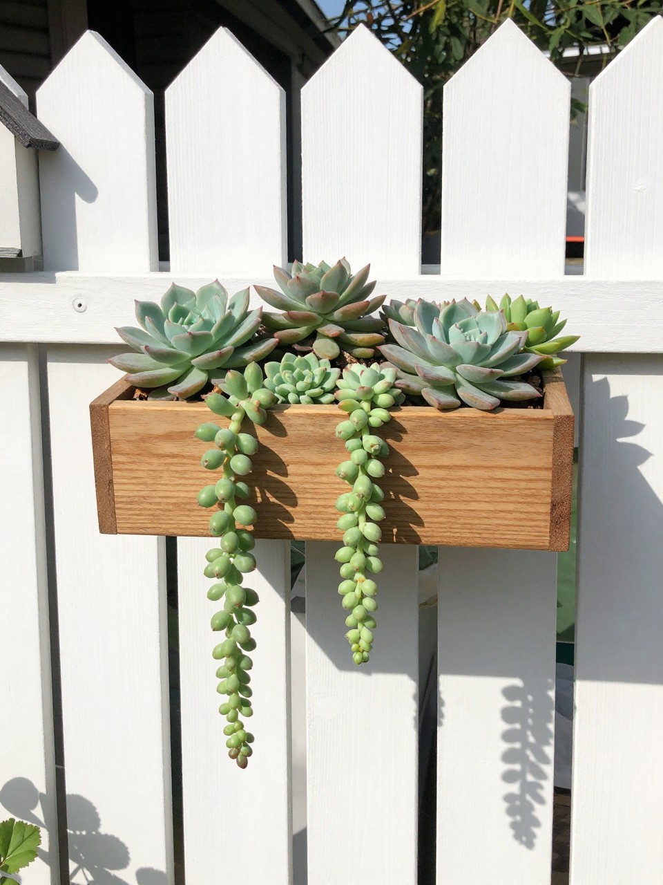 Photo of a wooden drawer mounted on a white fence, filled with cascading succulents, straight-on view, setting in a cottage garden, bright midday light, containing a small birdhouse on the fence nearby, iPhone photo quality.