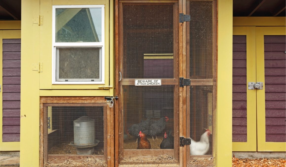 Chicken Coop Plans