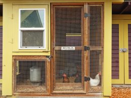 Chicken Coop Plans