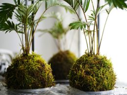 Creative Dish Garden Ideas