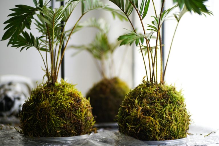 Creative Dish Garden Ideas