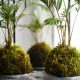 Creative Dish Garden Ideas