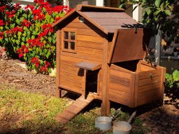 Easy Backyard Chicken Coop
