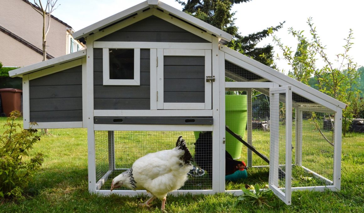 Easy DIY Small Chicken Coop Ideas