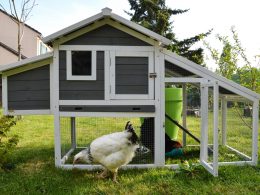 Easy DIY Small Chicken Coop Ideas