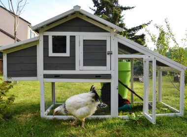 Easy DIY Small Chicken Coop Ideas