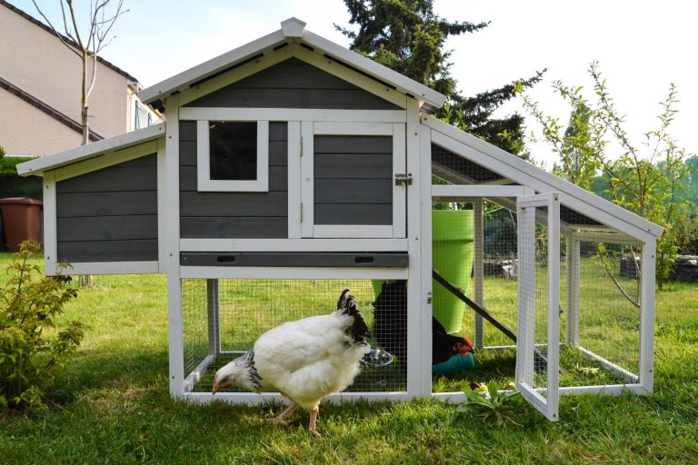 Easy DIY Small Chicken Coop Ideas