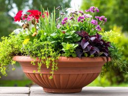 Full Sun Planter Ideas