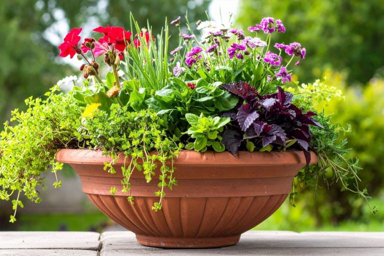 Full Sun Planter Ideas