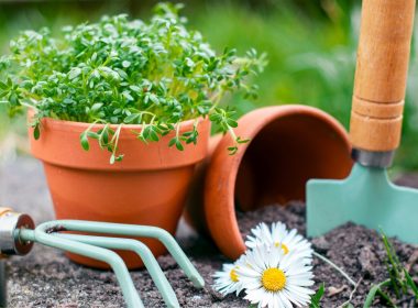 Garden Pot