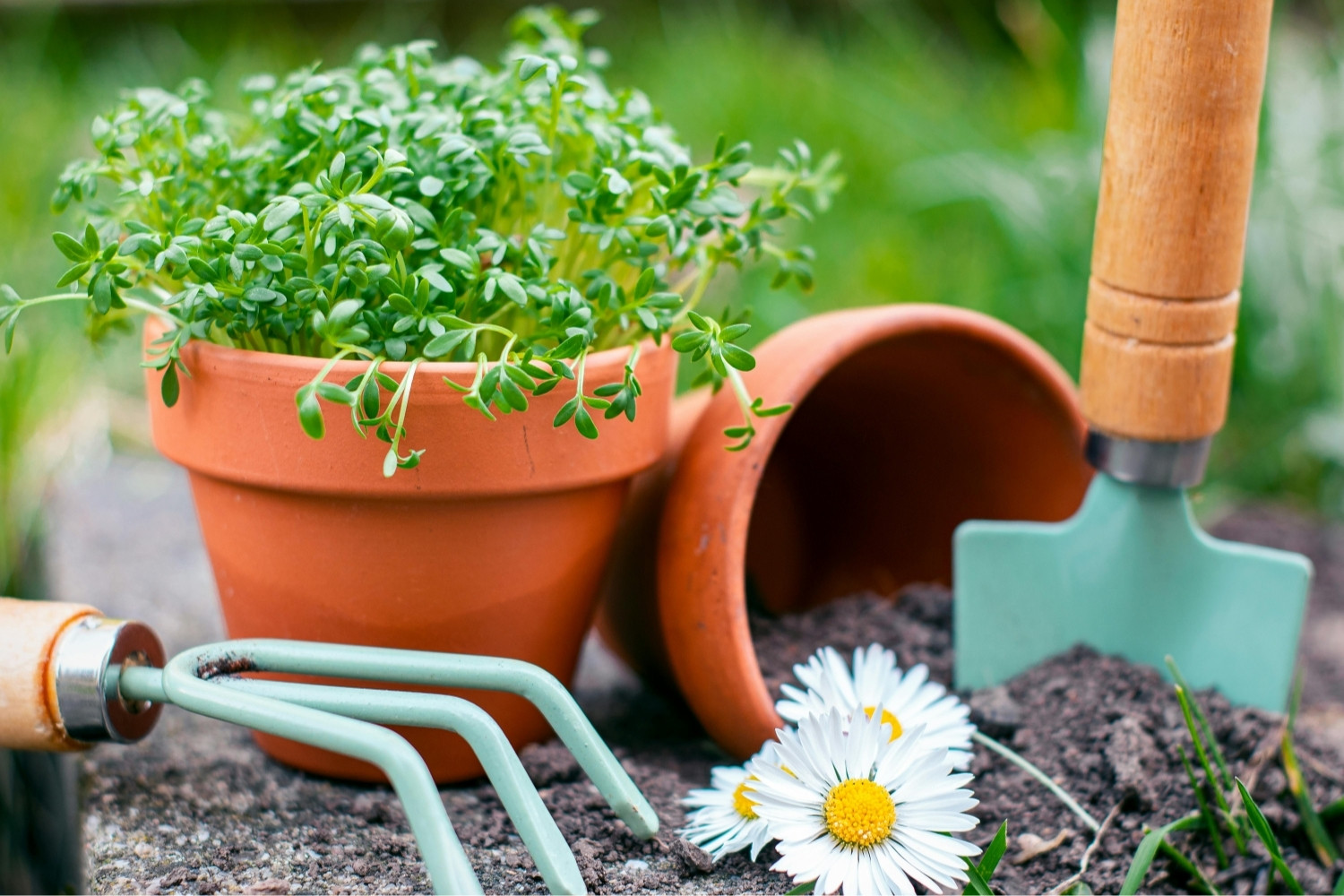 Garden Pot