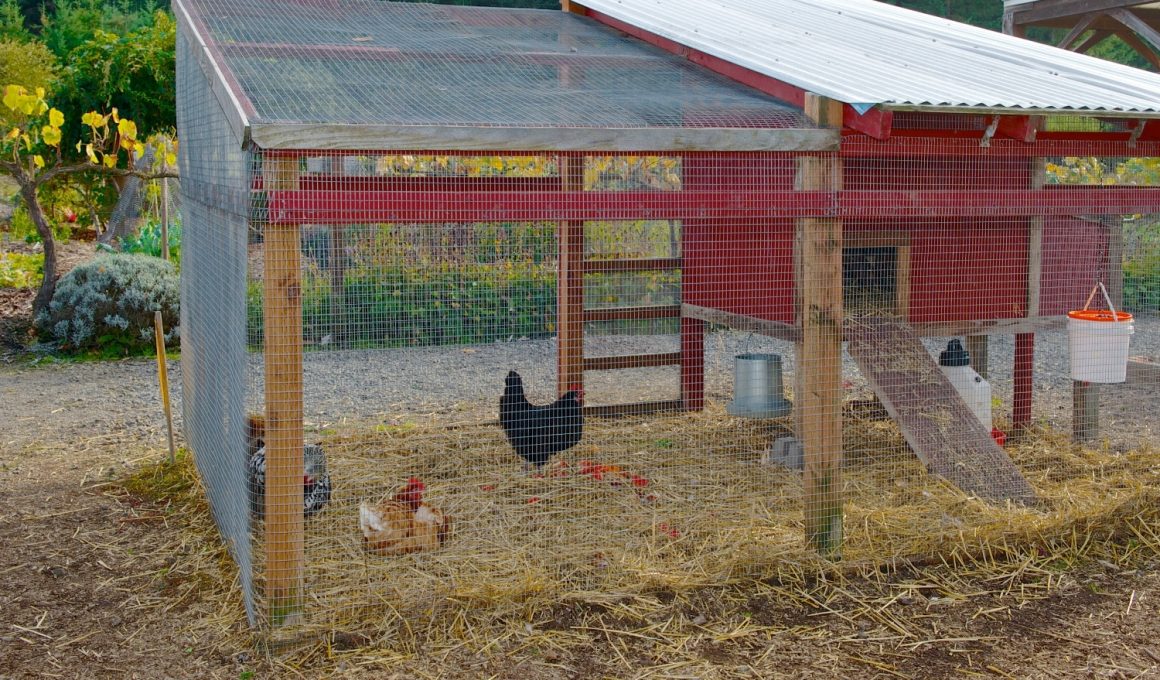 Large Chicken Coop Plans
