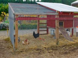 Large Chicken Coop Plans