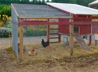 Large Chicken Coop Plans