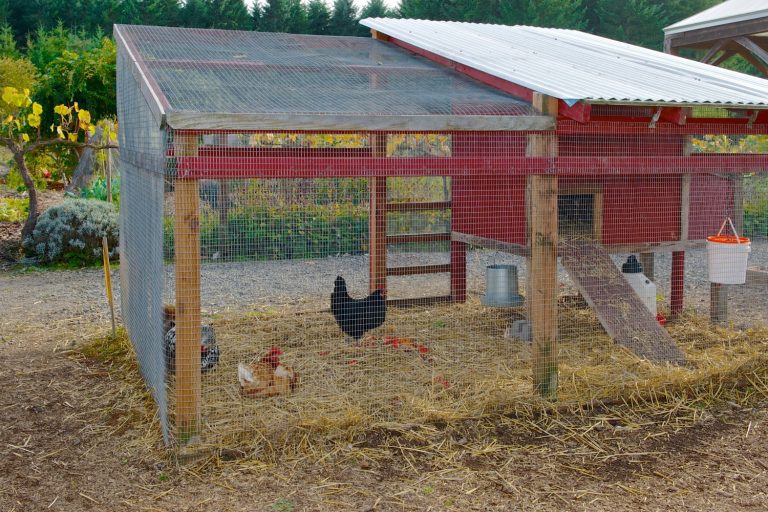 Large Chicken Coop Plans