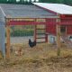 Large Chicken Coop Plans