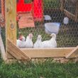 Low Budget Chicken Coop Ideas You'll Love