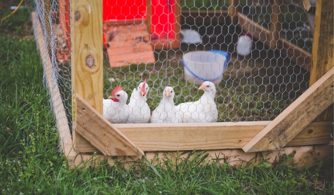 Low Budget Chicken Coop Ideas You'll Love