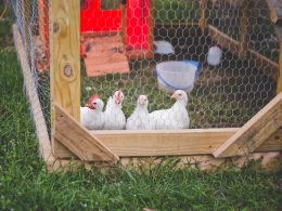 Low Budget Chicken Coop Ideas You'll Love