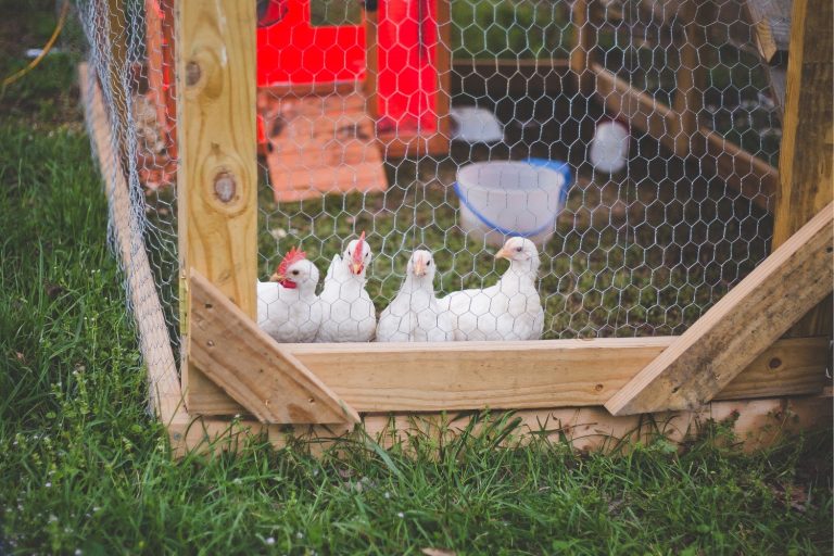 Low Budget Chicken Coop Ideas You'll Love