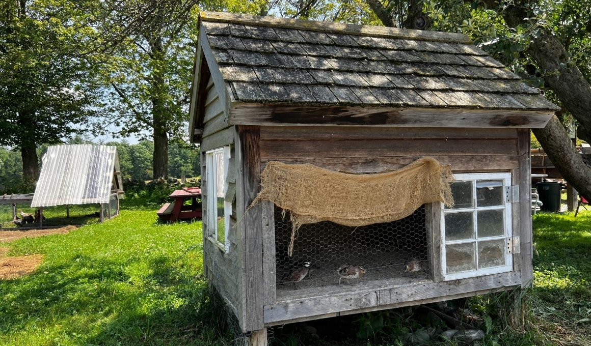 Pallet Chicken Coop