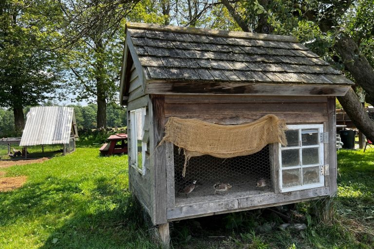 Pallet Chicken Coop