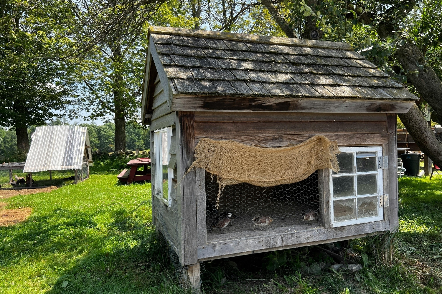 Pallet Chicken Coop