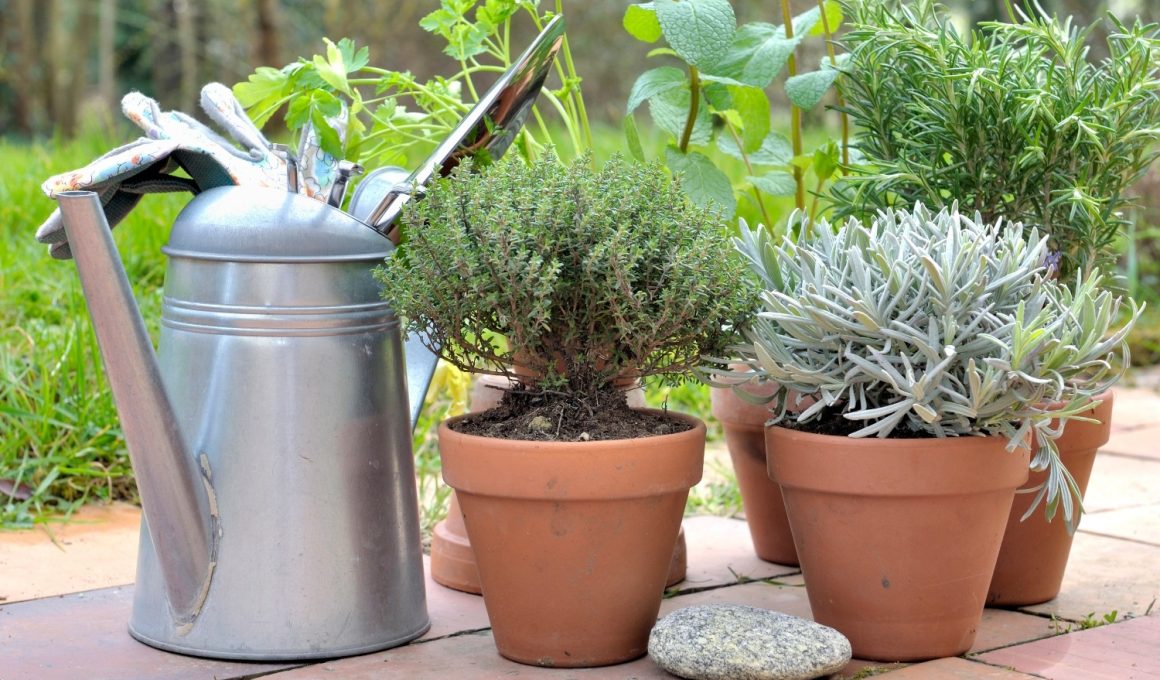 Patio Herb Garden