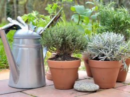 Patio Herb Garden