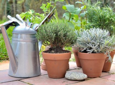 Patio Herb Garden