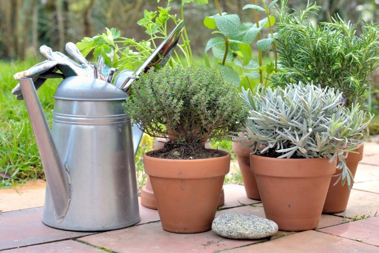 Patio Herb Garden