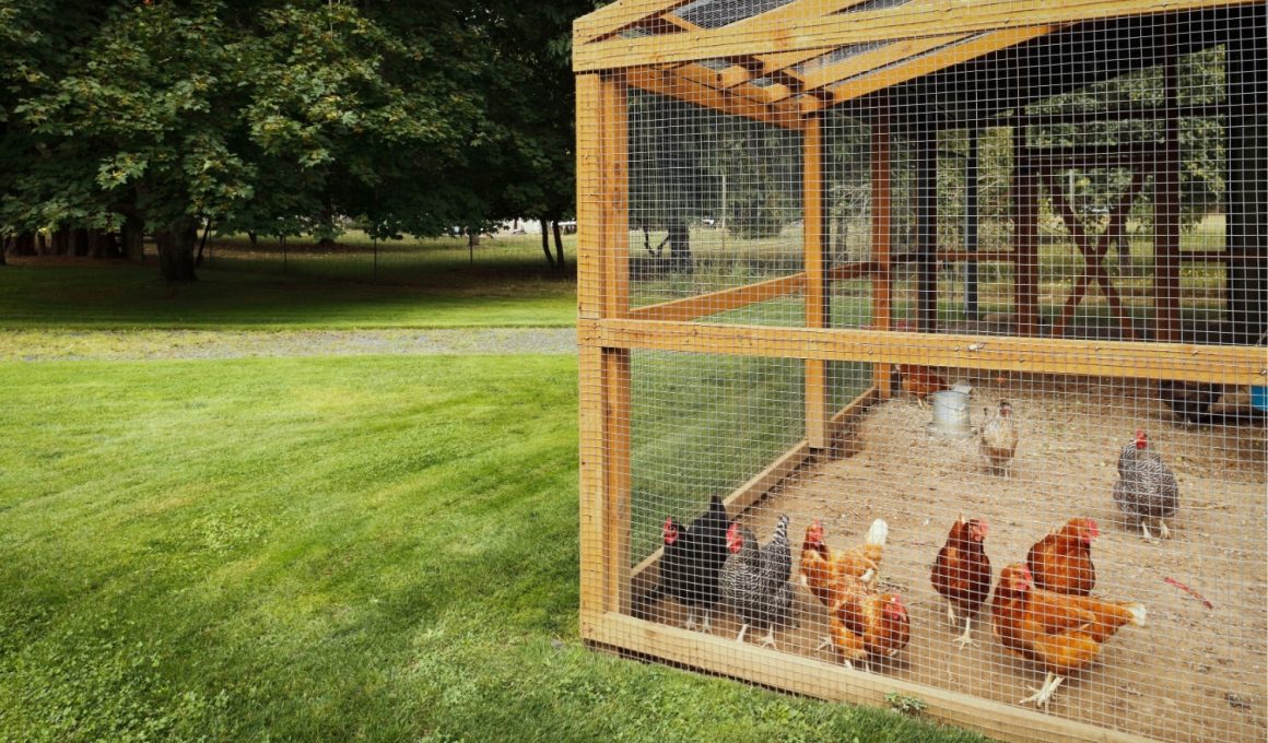 Well-Made Walk In Chicken Coop Designs To Copy