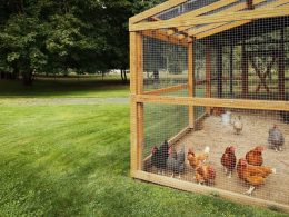 Well-Made Walk In Chicken Coop Designs To Copy