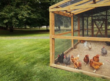 Well-Made Walk In Chicken Coop Designs To Copy