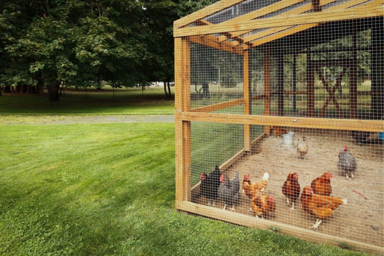 Well-Made Walk In Chicken Coop Designs To Copy
