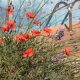 Flower Bed Edging