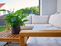 Patio Potted Plant