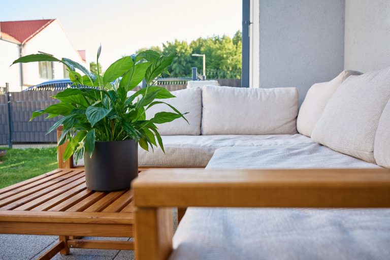 Patio Potted Plant