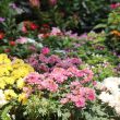 Small Flower Bed