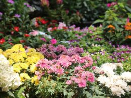 Small Flower Bed