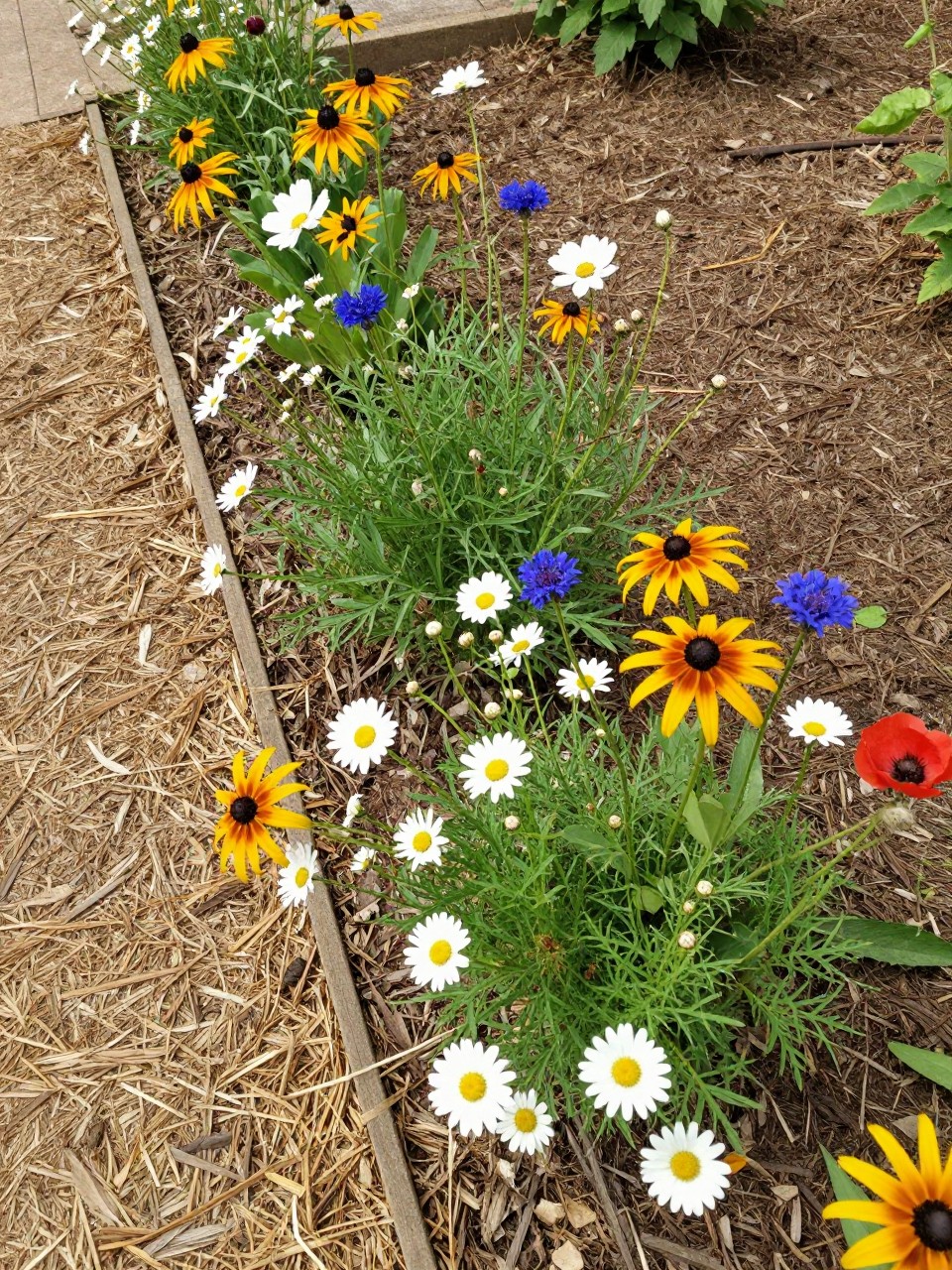 A small wildflower-style flower bed with cosmos, poppies, cornflowers, daisies, and black-eyed Susans, loose natural planting style, soft mulch path nearby, sunny garden corner, casual but tidy backyard design, realistic outdoor photo, no people, no text, no watermark.