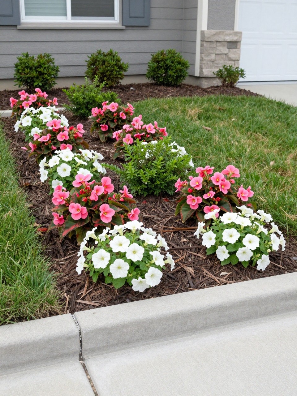 A clean flower bed with smooth concrete curb edging, curved border around pink begonias, white petunias, dwarf shrubs, and fresh mulch, neat front yard lawn, modern suburban home exterior, bright daylight, realistic landscaping photo, no people, no text, no watermark.