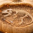 Dinosaur Pumpkin Decorating Ideas