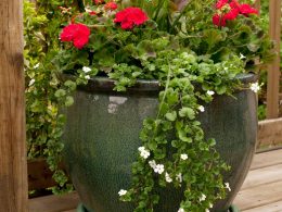 Fall Container Garden Ideas