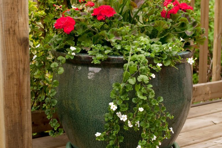Fall Container Garden Ideas