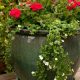 Fall Container Garden Ideas