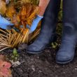 Fall Garden Cleanup Tasks