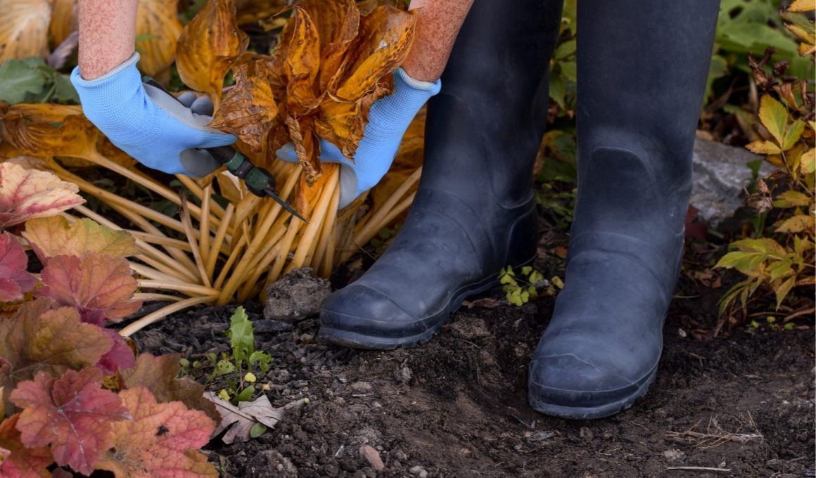 Fall Garden Cleanup Tasks