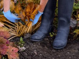 Fall Garden Cleanup Tasks