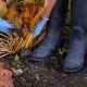 Fall Garden Cleanup Tasks